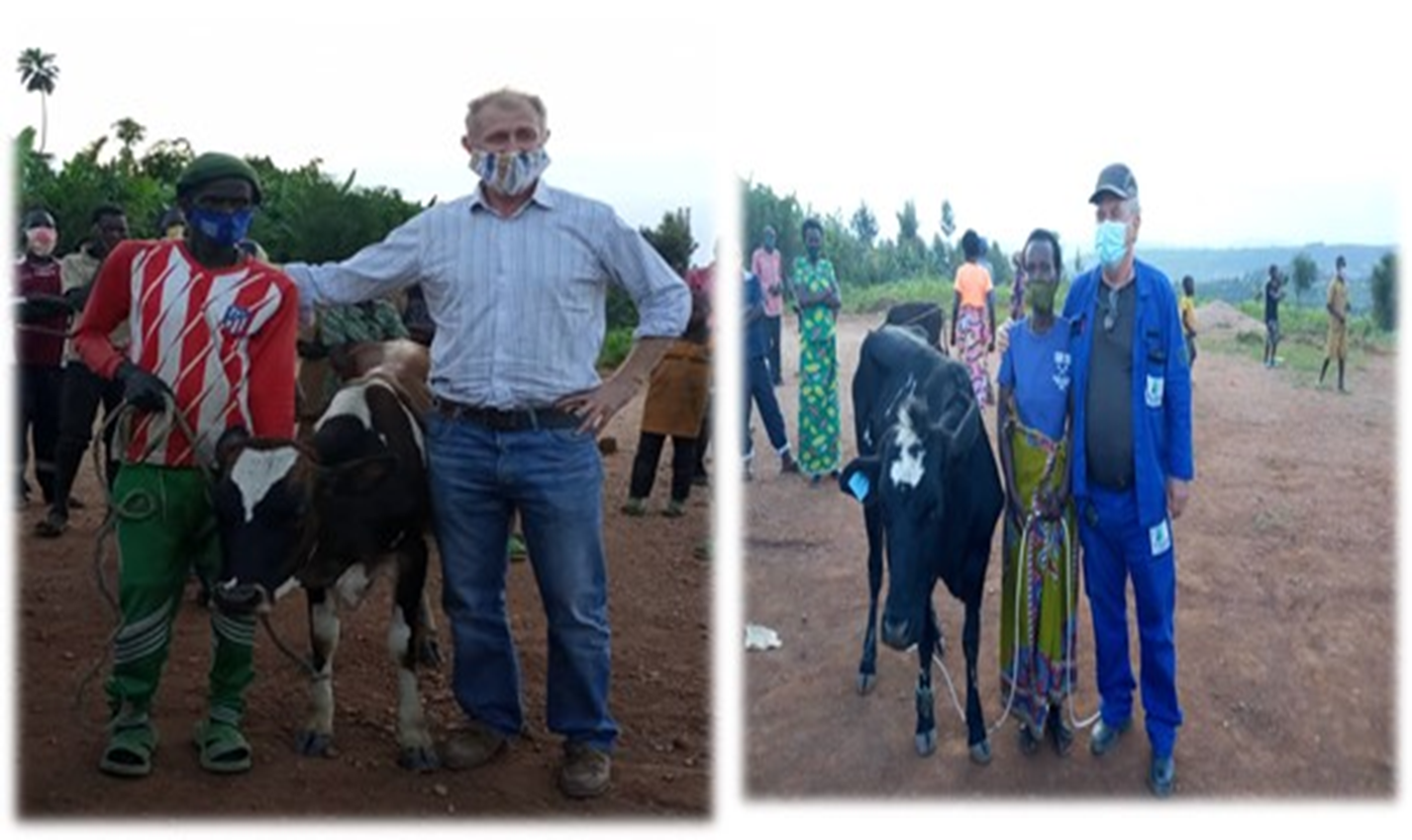 Cow and Pig Project